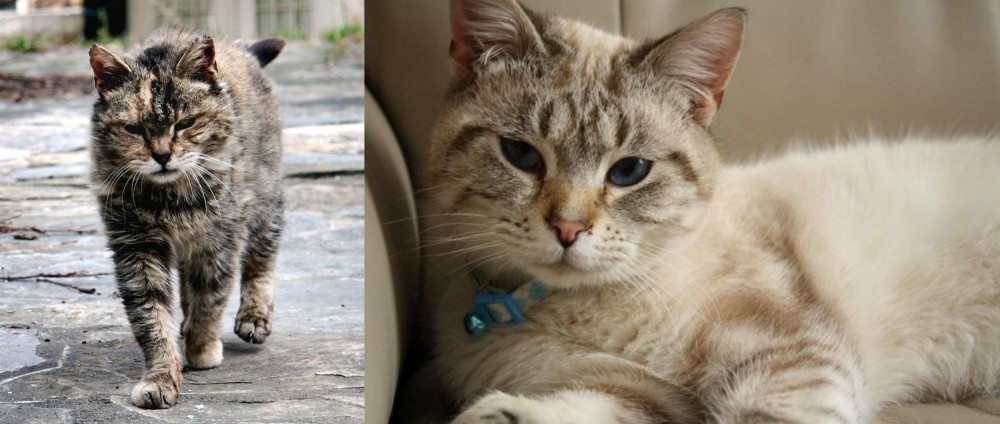 Siamese/Tabby vs Farm Cat - Breed Comparison