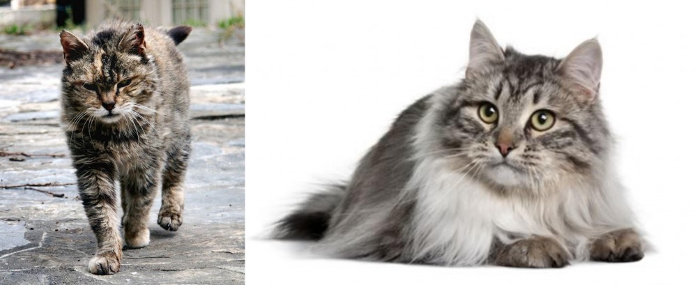 Siberian vs Farm Cat - Breed Comparison