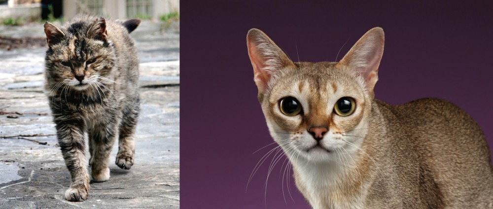 Singapura vs Farm Cat - Breed Comparison