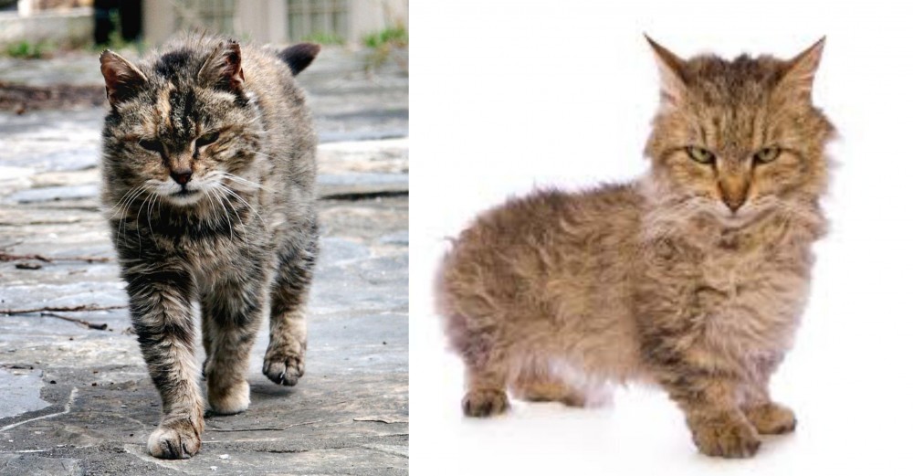 Skookum vs Farm Cat - Breed Comparison
