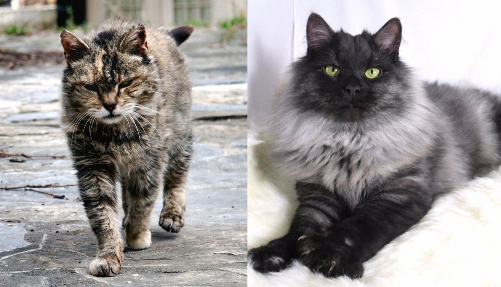 Smoke vs Farm Cat - Breed Comparison