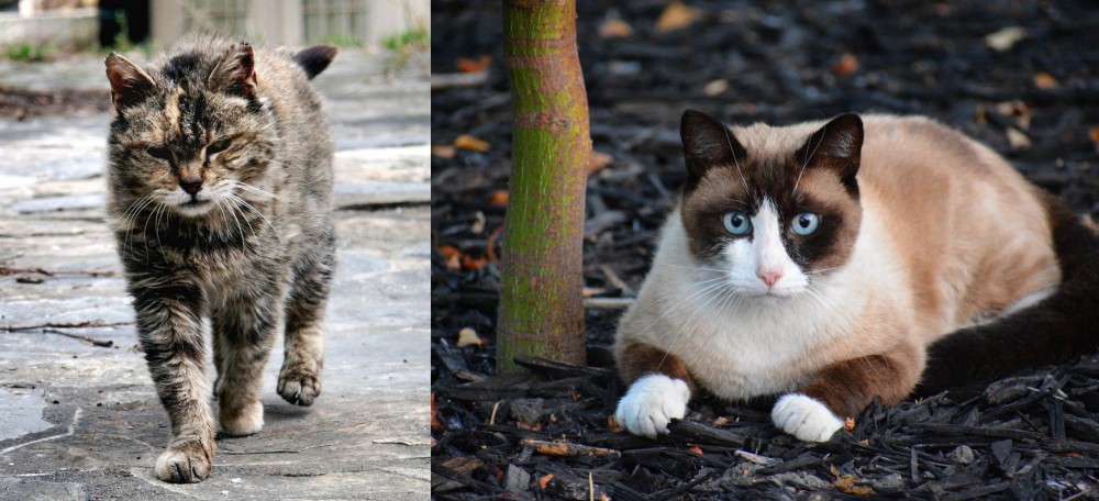 Snowshoe vs Farm Cat - Breed Comparison