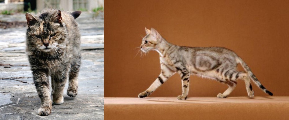 Sokoke vs Farm Cat - Breed Comparison