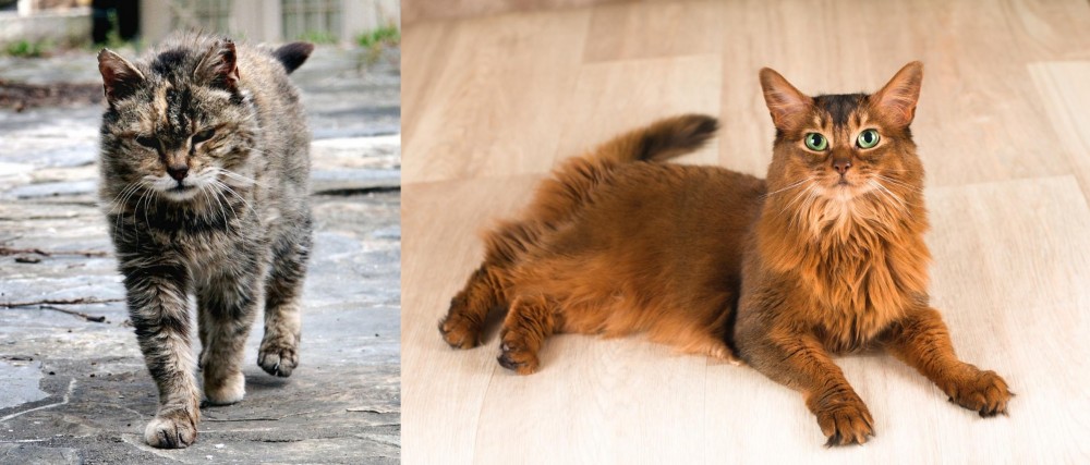Somali vs Farm Cat - Breed Comparison