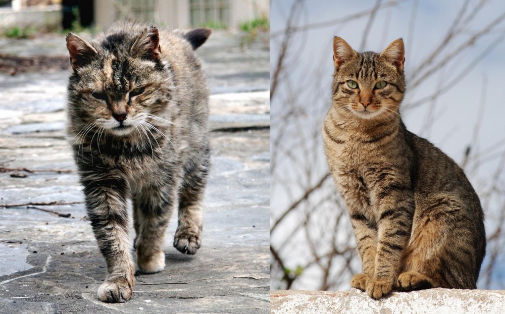 Tabby vs Farm Cat - Breed Comparison