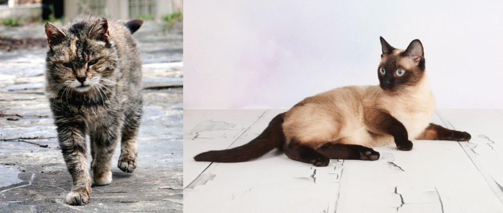 Thai vs Farm Cat - Breed Comparison