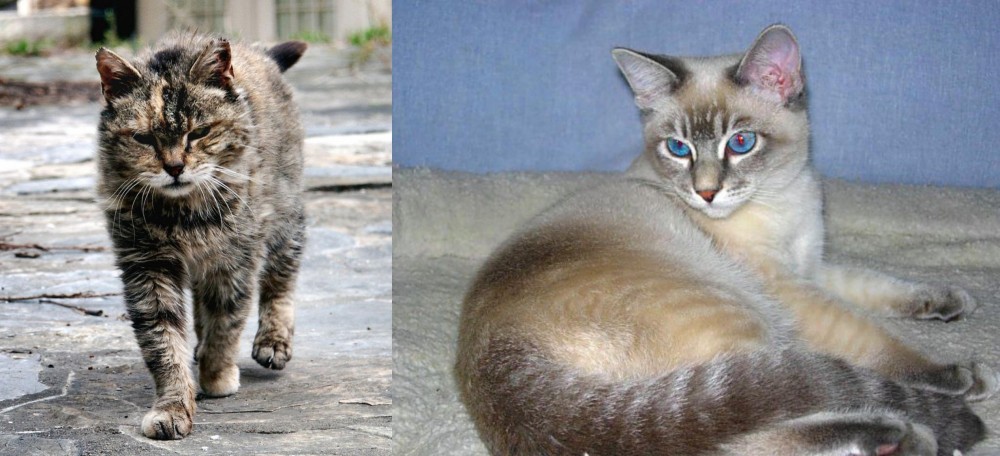 Tiger Cat vs Farm Cat - Breed Comparison