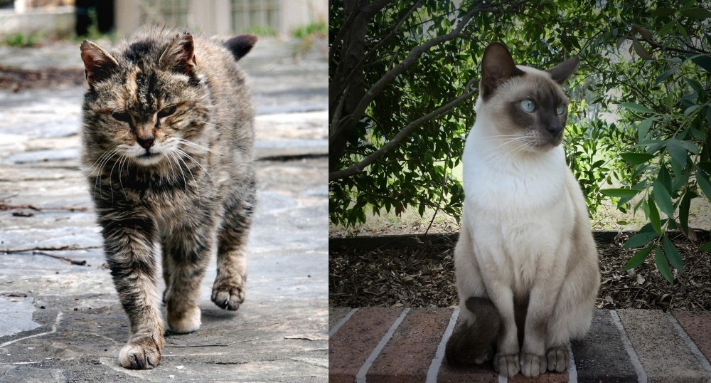 Tonkinese vs Farm Cat - Breed Comparison