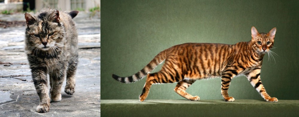 Toyger vs Farm Cat - Breed Comparison