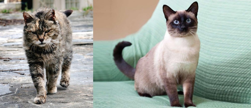 Traditional Siamese vs Farm Cat - Breed Comparison
