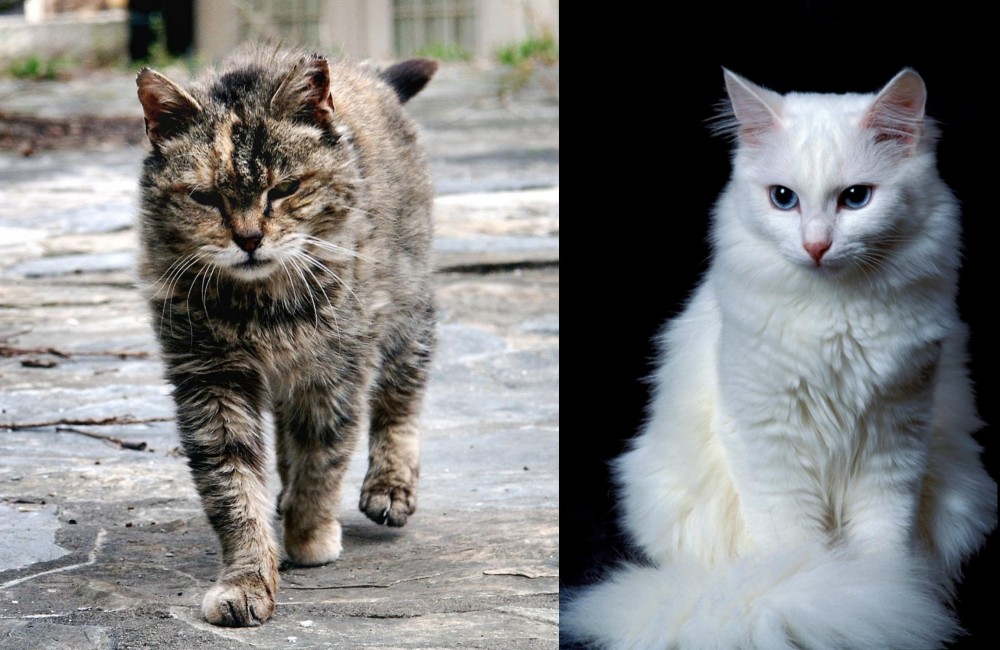 Turkish Angora vs Farm Cat - Breed Comparison