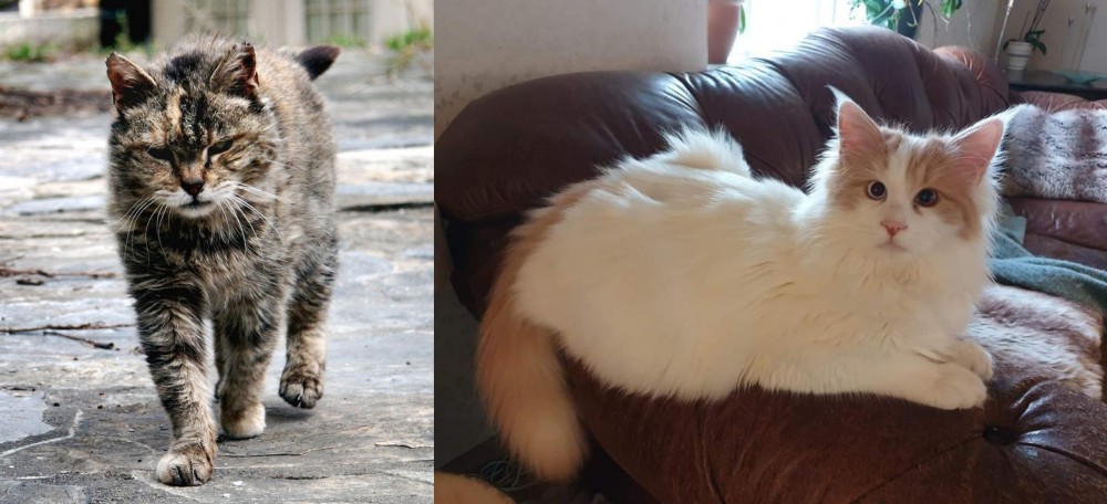 Turkish Van vs Farm Cat - Breed Comparison