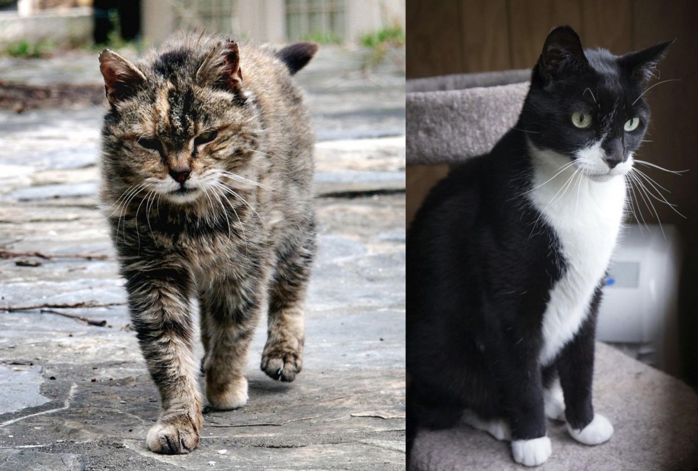 Tuxedo vs Farm Cat - Breed Comparison