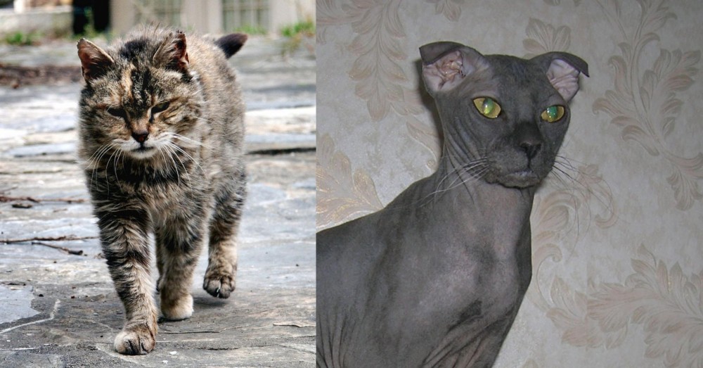 Ukrainian Levkoy vs Farm Cat - Breed Comparison