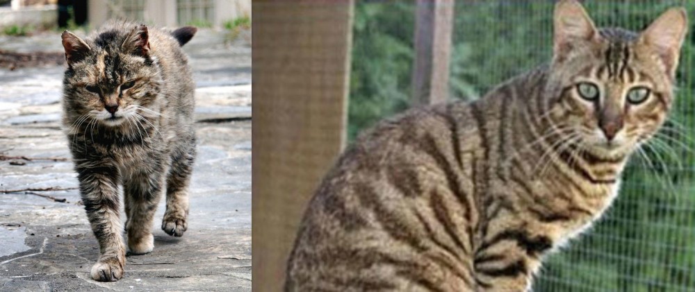 Ussuri vs Farm Cat - Breed Comparison