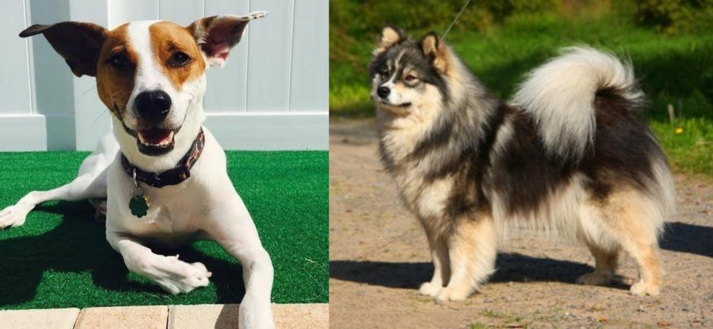 Finnish Lapphund vs Feist - Breed Comparison