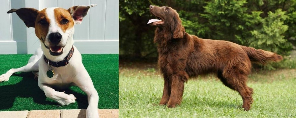 Flat-Coated Retriever vs Feist - Breed Comparison