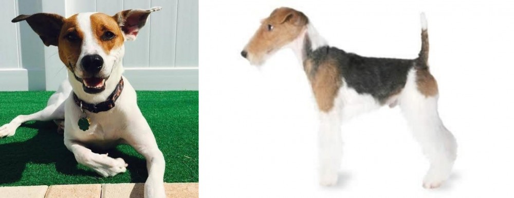 Fox Terrier vs Feist - Breed Comparison