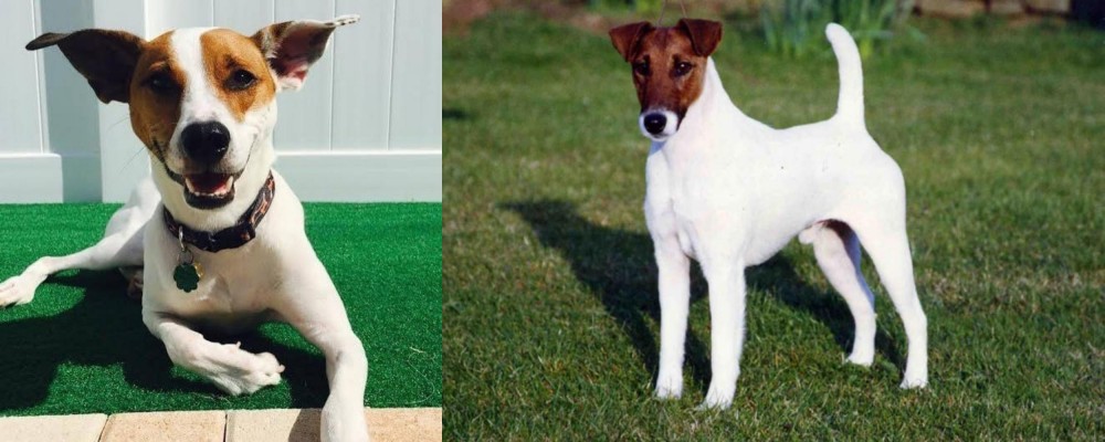 Fox Terrier (Smooth) vs Feist - Breed Comparison