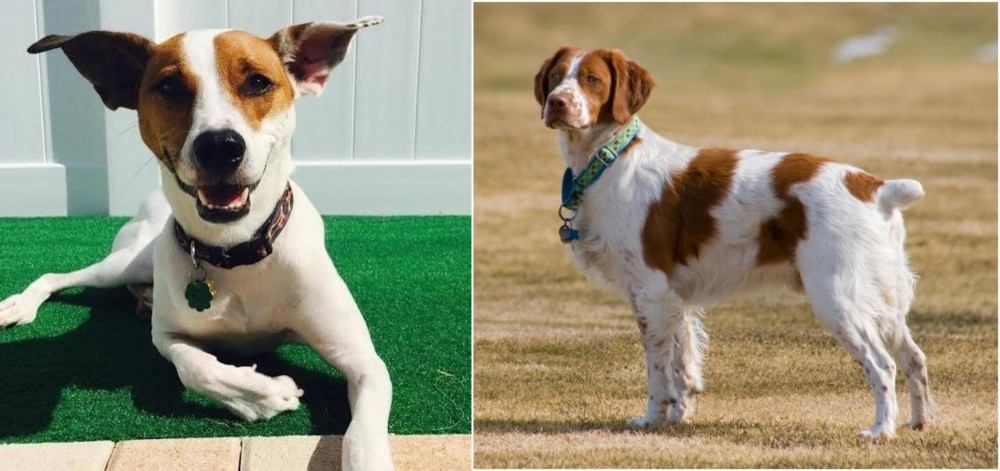 French Brittany vs Feist - Breed Comparison