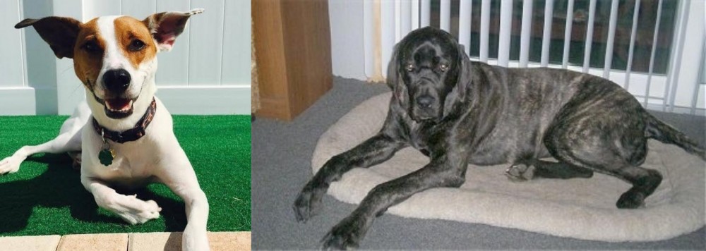Giant Maso Mastiff vs Feist - Breed Comparison
