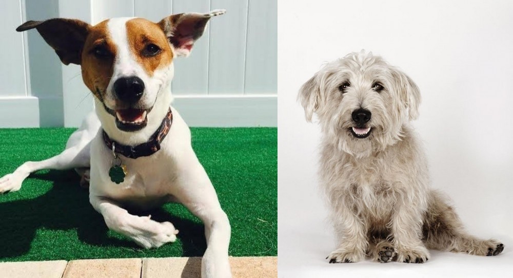 Glen of Imaal Terrier vs Feist - Breed Comparison