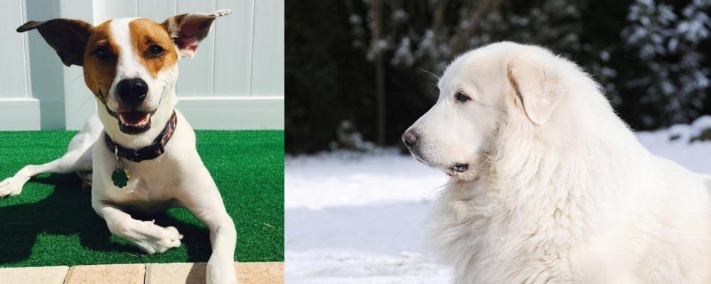 Great Pyrenees vs Feist - Breed Comparison