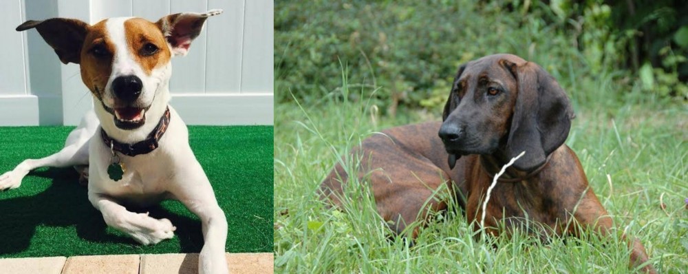 Hanover Hound vs Feist - Breed Comparison