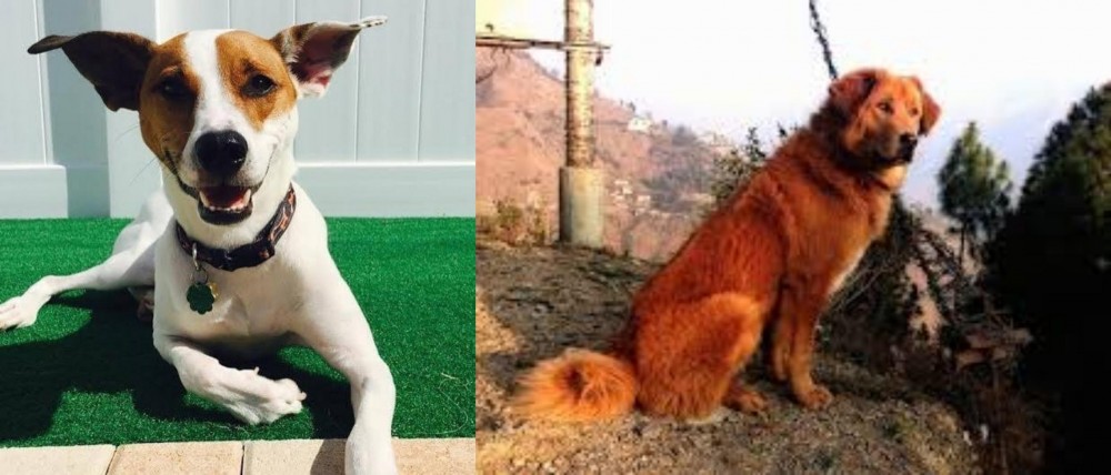 Himalayan Sheepdog vs Feist - Breed Comparison