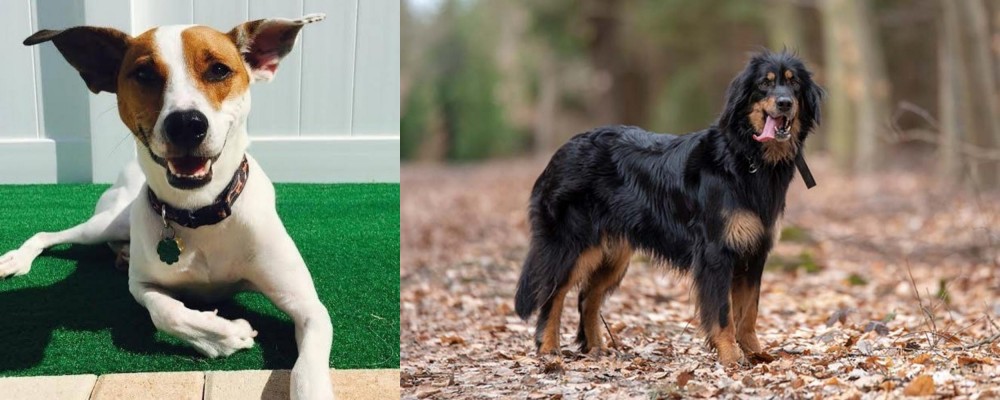 Hovawart vs Feist - Breed Comparison