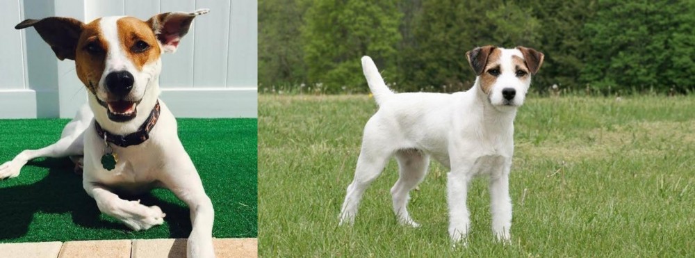 Jack Russell Terrier vs Feist - Breed Comparison