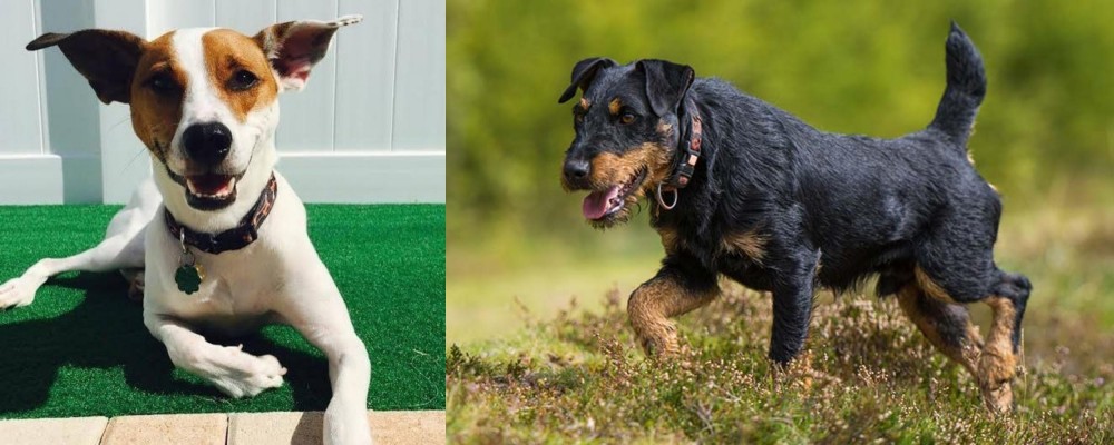 Jagdterrier vs Feist - Breed Comparison