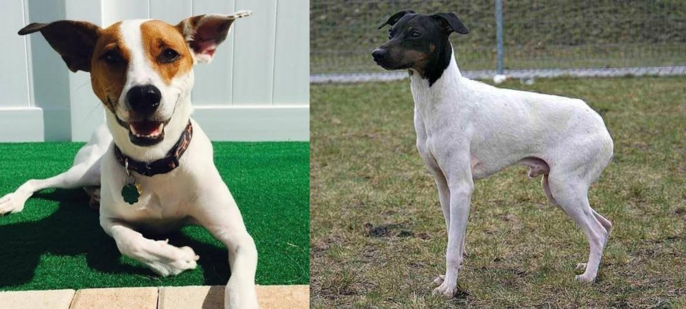 Japanese Terrier vs Feist - Breed Comparison