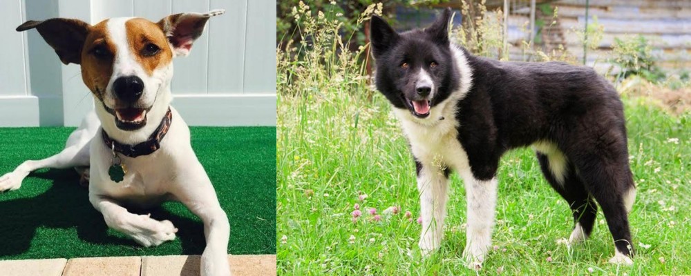 Karelian Bear Dog vs Feist - Breed Comparison