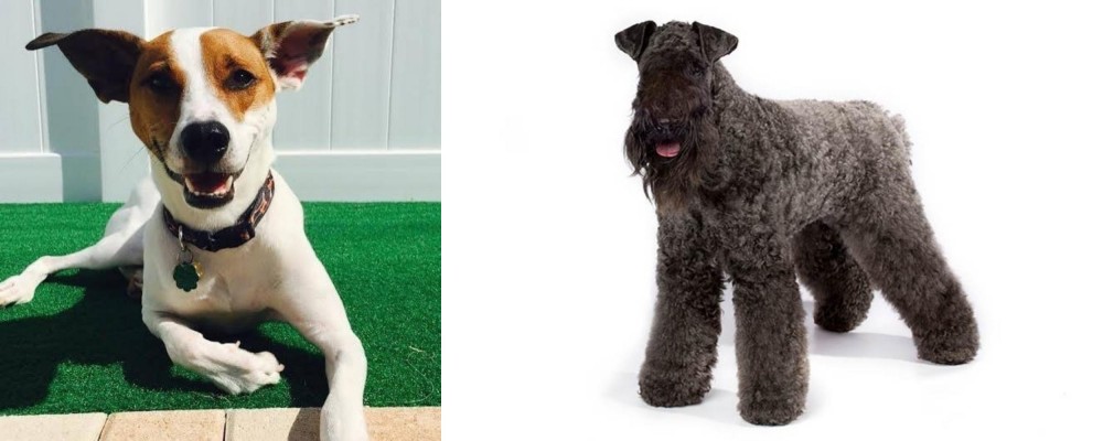Kerry Blue Terrier vs Feist - Breed Comparison