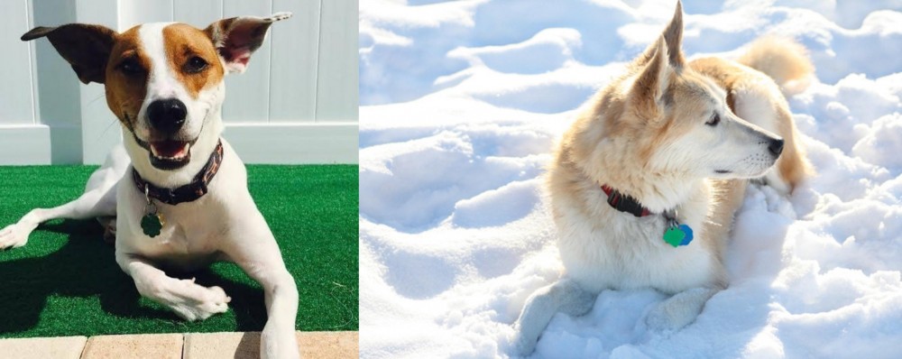 Labrador Husky vs Feist - Breed Comparison