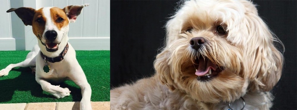 Lhasapoo vs Feist - Breed Comparison