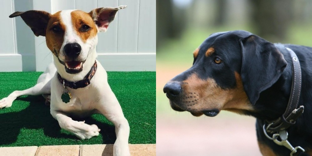 Lithuanian Hound vs Feist - Breed Comparison