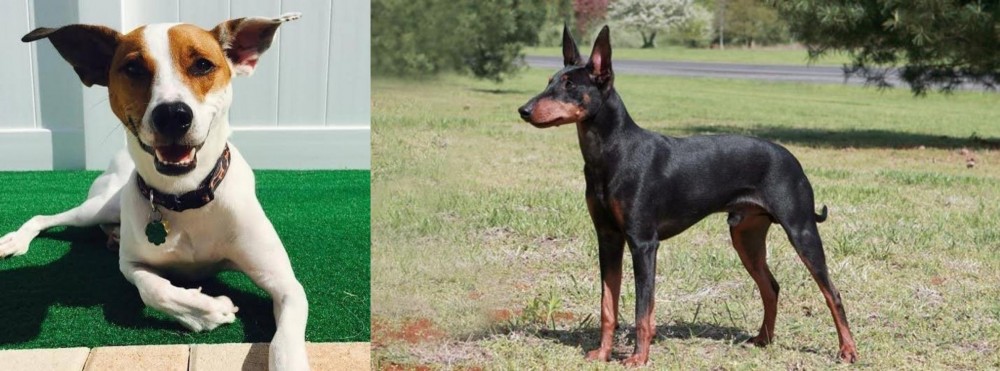 Manchester Terrier vs Feist - Breed Comparison