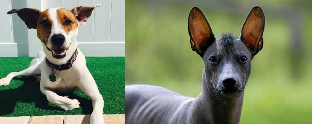 Mexican Hairless vs Feist - Breed Comparison