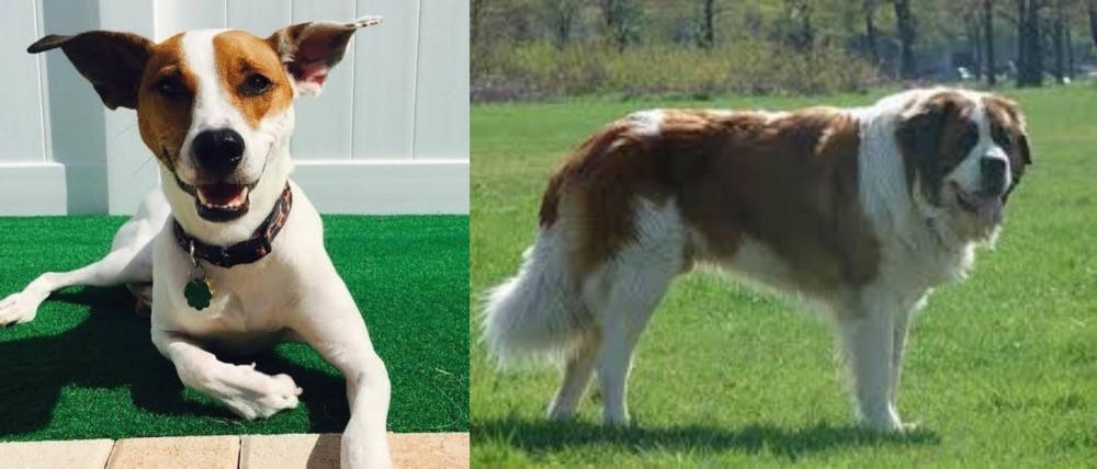 Moscow Watchdog vs Feist - Breed Comparison