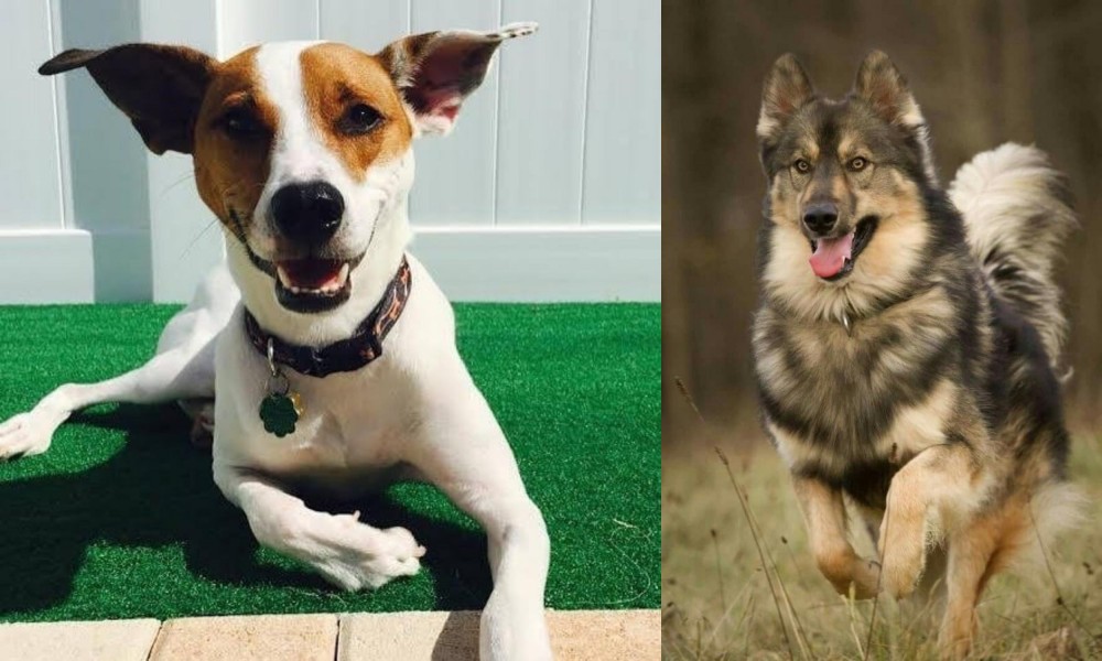 Native American Indian Dog vs Feist - Breed Comparison