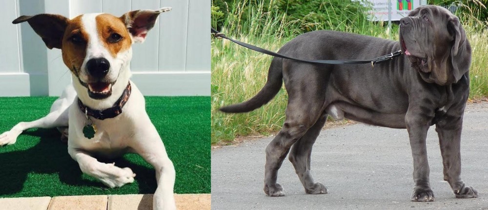 Neapolitan Mastiff vs Feist - Breed Comparison