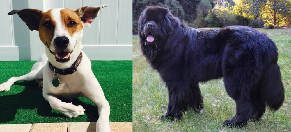 Newfoundland Dog vs Feist - Breed Comparison