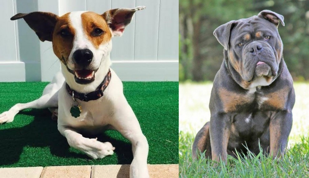 Olde English Bulldogge vs Feist - Breed Comparison