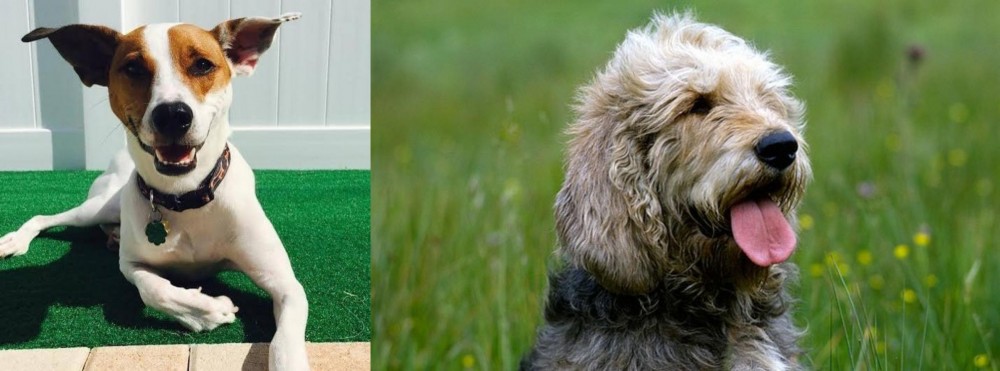 Otterhound vs Feist - Breed Comparison