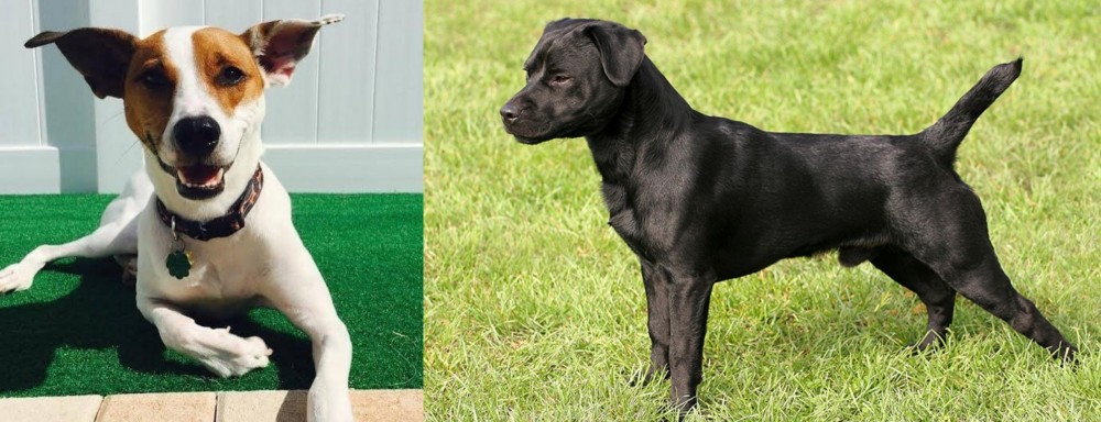 Patterdale Terrier vs Feist - Breed Comparison