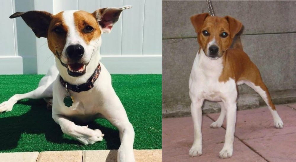 Plummer Terrier vs Feist - Breed Comparison