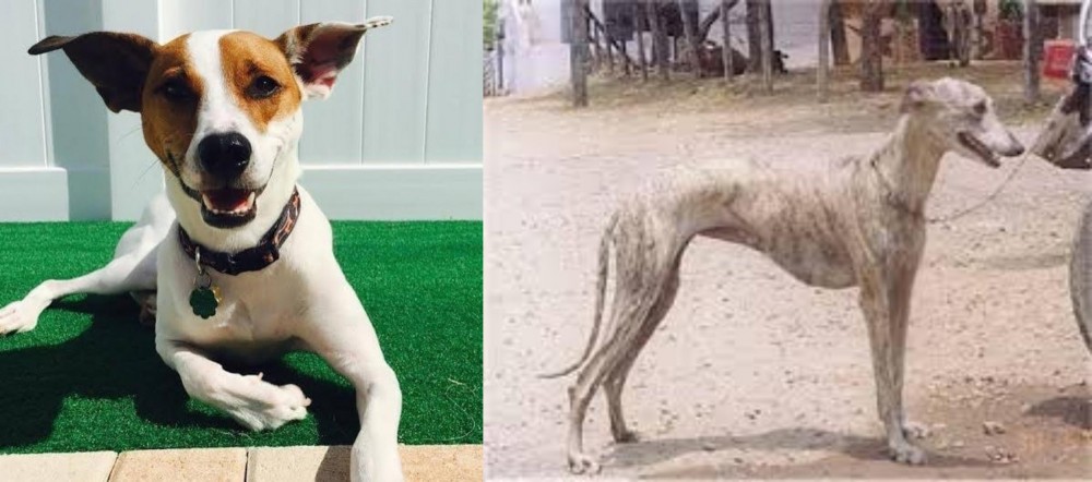 Rampur Greyhound vs Feist - Breed Comparison