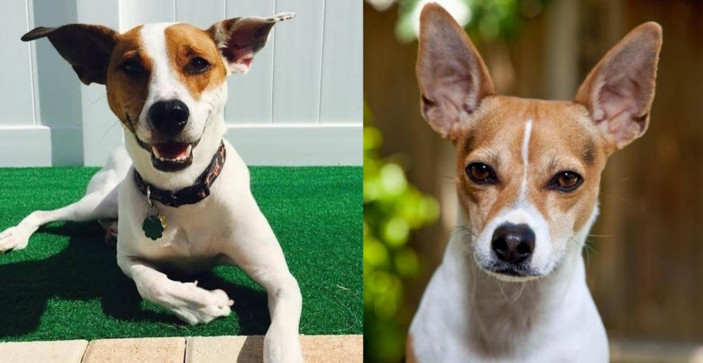 Rat Terrier vs Feist - Breed Comparison